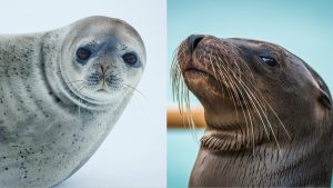 Differences Between Seal and Sea Lion